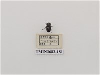 藏品(鞘翅目(2))的圖片